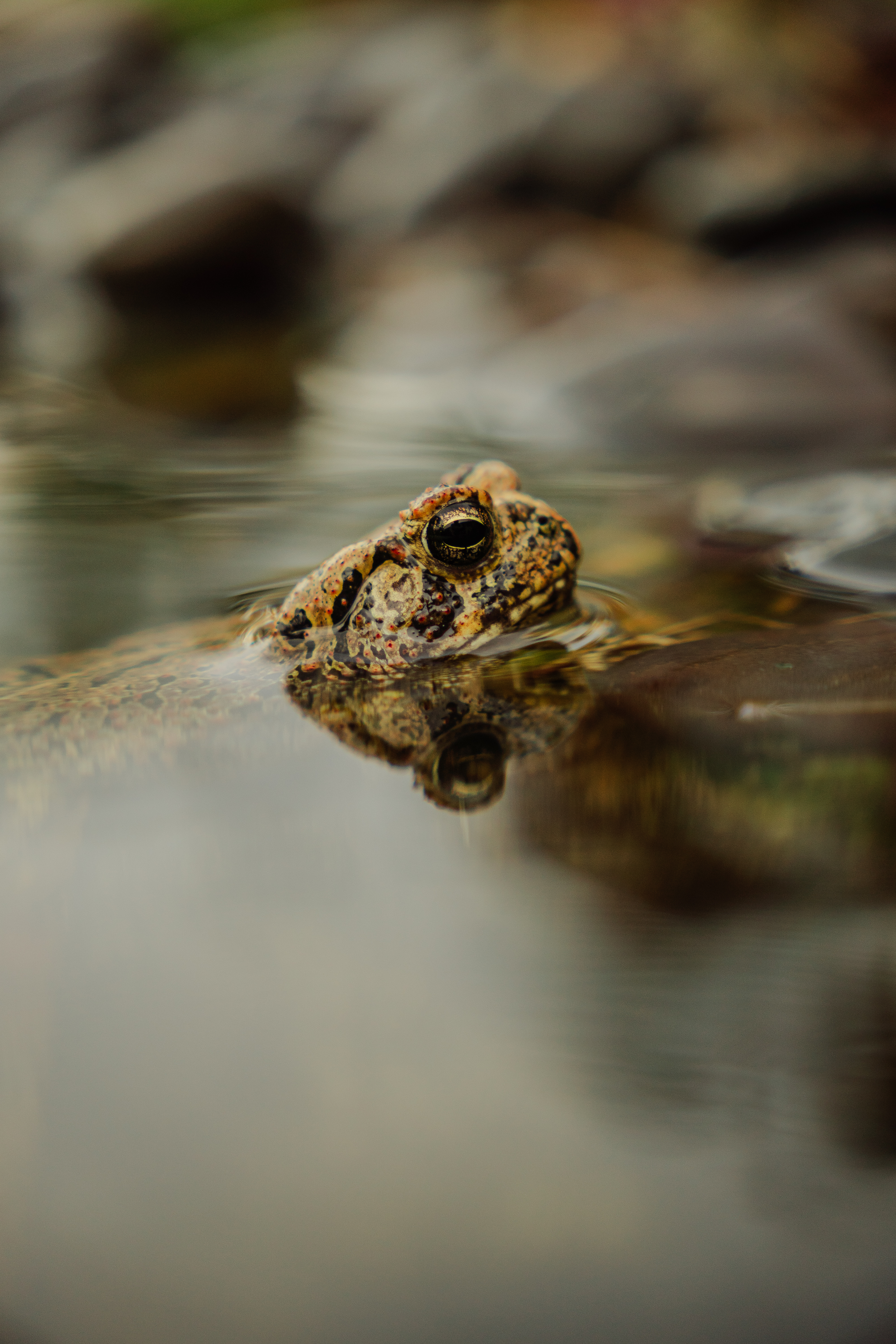 Frog at the waterline with its reflection