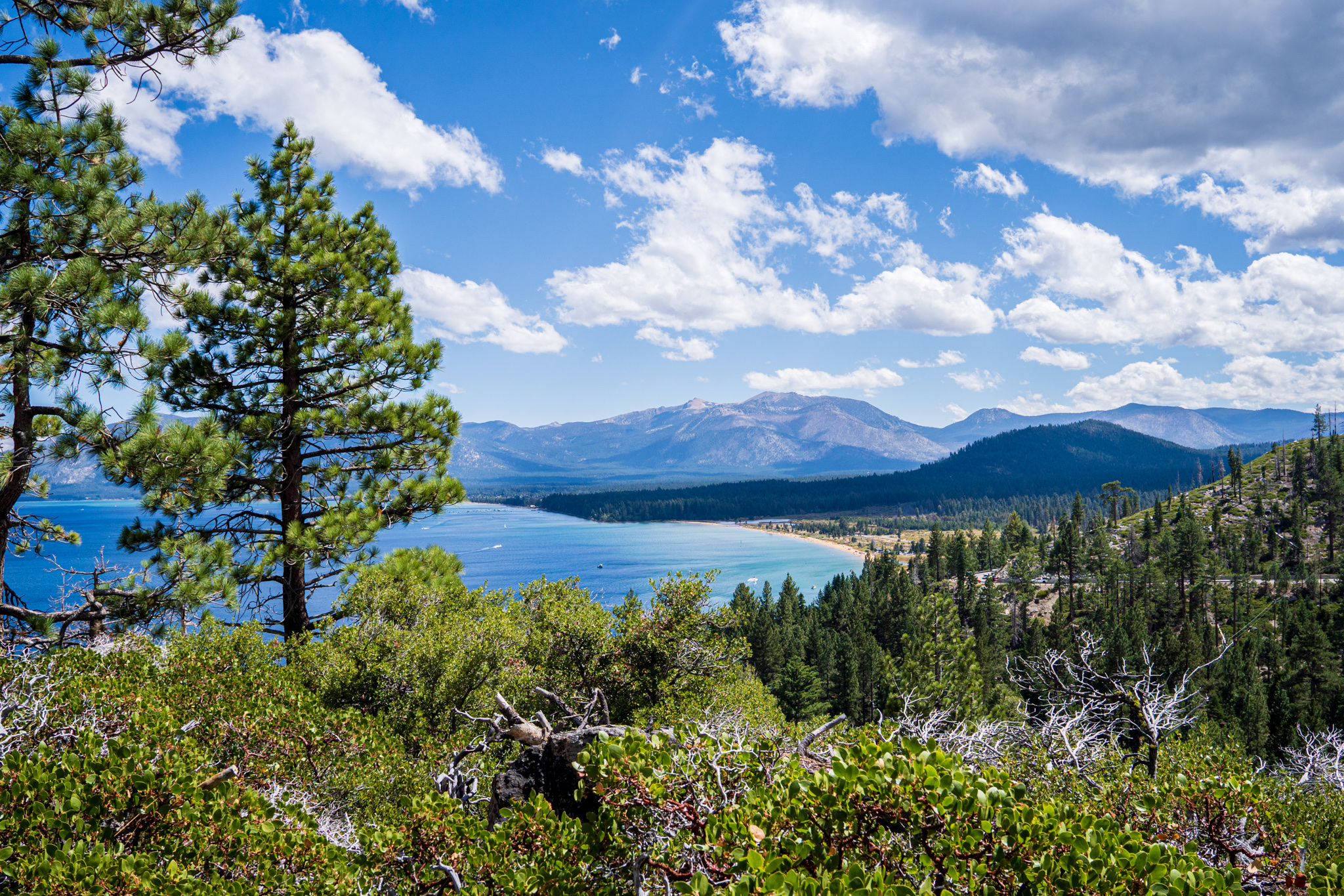 Lake Tahoe viewed from a pine-covered mountain overlook